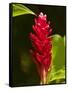 Red Ginger Flower (Alpinia Purpurata), Nadi, Viti Levu, Fiji, South Pacific-David Wall-Framed Stretched Canvas