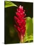 Red Ginger Flower (Alpinia Purpurata), Nadi, Viti Levu, Fiji, South Pacific-David Wall-Stretched Canvas