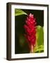 Red Ginger Flower (Alpinia Purpurata), Nadi, Viti Levu, Fiji, South Pacific-David Wall-Framed Photographic Print