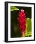 Red Ginger Flower (Alpinia Purpurata), Nadi, Viti Levu, Fiji, South Pacific-David Wall-Framed Photographic Print
