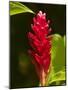 Red Ginger Flower (Alpinia Purpurata), Nadi, Viti Levu, Fiji, South Pacific-David Wall-Mounted Photographic Print