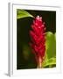 Red Ginger Flower (Alpinia Purpurata), Nadi, Viti Levu, Fiji, South Pacific-David Wall-Framed Photographic Print