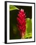 Red Ginger Flower (Alpinia Purpurata), Nadi, Viti Levu, Fiji, South Pacific-David Wall-Framed Photographic Print