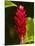 Red Ginger Flower (Alpinia Purpurata), Nadi, Viti Levu, Fiji, South Pacific-David Wall-Mounted Photographic Print