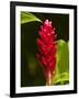 Red Ginger Flower (Alpinia Purpurata), Nadi, Viti Levu, Fiji, South Pacific-David Wall-Framed Photographic Print