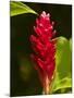 Red Ginger Flower (Alpinia Purpurata), Nadi, Viti Levu, Fiji, South Pacific-David Wall-Mounted Photographic Print