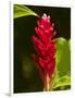 Red Ginger Flower (Alpinia Purpurata), Nadi, Viti Levu, Fiji, South Pacific-David Wall-Framed Photographic Print