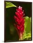 Red Ginger Flower (Alpinia Purpurata), Nadi, Viti Levu, Fiji, South Pacific-David Wall-Framed Photographic Print