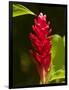 Red Ginger Flower (Alpinia Purpurata), Nadi, Viti Levu, Fiji, South Pacific-David Wall-Framed Photographic Print