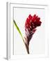 Red ginger-null-Framed Photographic Print