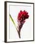 Red ginger-null-Framed Photographic Print