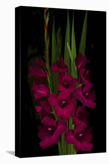 Red Gladiola-Anna Miller-Stretched Canvas