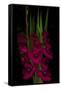 Red Gladiola-Anna Miller-Framed Stretched Canvas