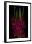 Red Gladiola-Anna Miller-Framed Photographic Print