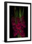 Red Gladiola-Anna Miller-Framed Premium Photographic Print