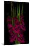 Red Gladiola-Anna Miller-Mounted Premium Photographic Print