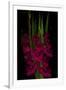 Red Gladiola-Anna Miller-Framed Premium Photographic Print