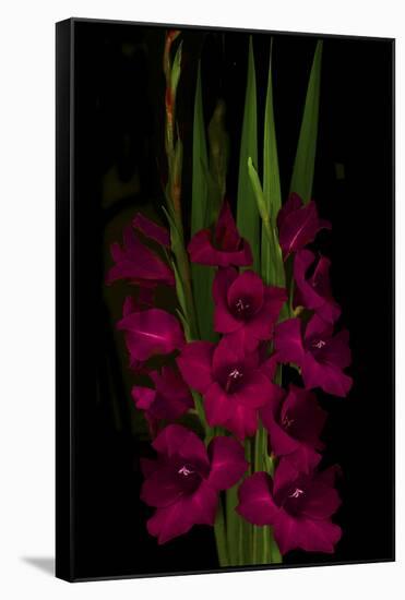 Red Gladiola-Anna Miller-Framed Stretched Canvas