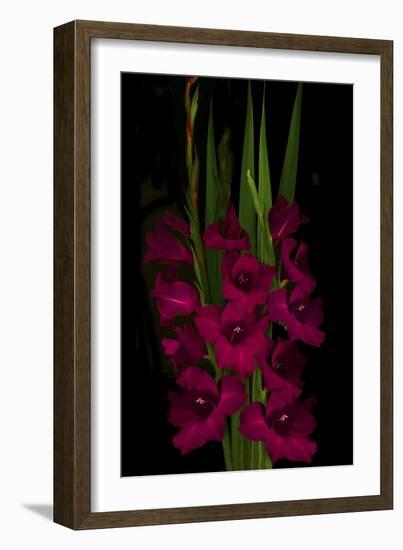 Red Gladiola-Anna Miller-Framed Photographic Print