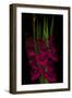 Red Gladiola-Anna Miller-Framed Photographic Print