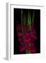 Red Gladiola-Anna Miller-Framed Photographic Print