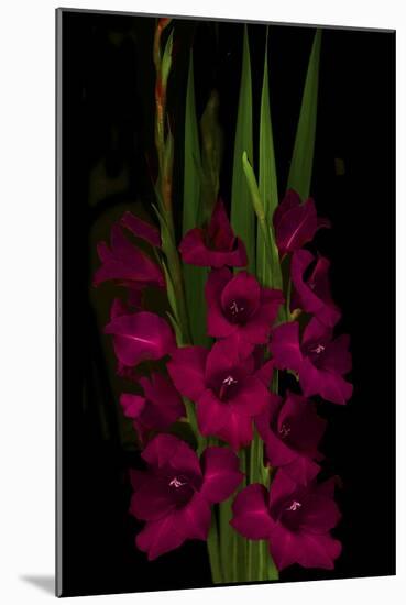 Red Gladiola-Anna Miller-Mounted Photographic Print