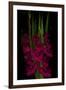 Red Gladiola-Anna Miller-Framed Photographic Print