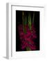 Red Gladiola-Anna Miller-Framed Photographic Print