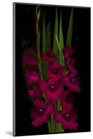 Red Gladiola-Anna Miller-Mounted Photographic Print