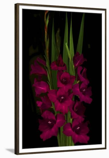 Red Gladiola-Anna Miller-Framed Premium Photographic Print