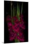 Red Gladiola-Anna Miller-Mounted Premium Photographic Print