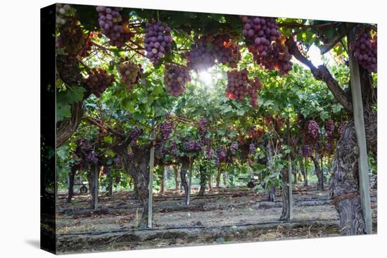 Red Globe Grapes at a Vineyard, San Joaquin Valley, California, Usa-Yadid Levy-Stretched Canvas