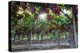 Red Globe Grapes at a Vineyard, San Joaquin Valley, California, Usa-Yadid Levy-Stretched Canvas