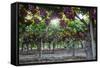 Red Globe Grapes at a Vineyard, San Joaquin Valley, California, Usa-Yadid Levy-Framed Stretched Canvas