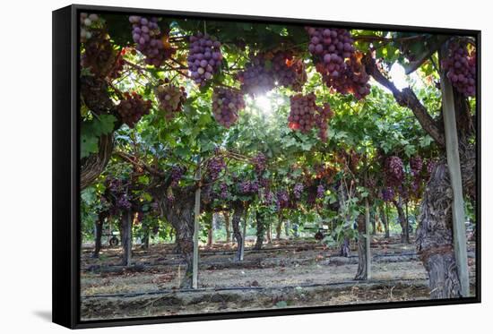 Red Globe Grapes at a Vineyard, San Joaquin Valley, California, Usa-Yadid Levy-Framed Stretched Canvas