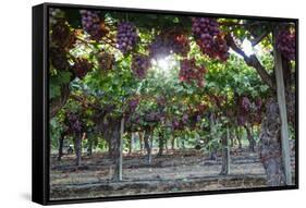 Red Globe Grapes at a Vineyard, San Joaquin Valley, California, Usa-Yadid Levy-Framed Stretched Canvas