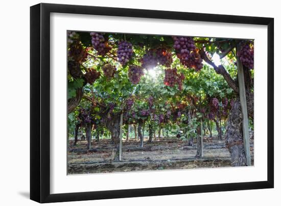 Red Globe Grapes at a Vineyard, San Joaquin Valley, California, Usa-Yadid Levy-Framed Photographic Print