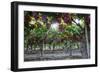 Red Globe Grapes at a Vineyard, San Joaquin Valley, California, Usa-Yadid Levy-Framed Photographic Print