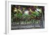 Red Globe Grapes at a Vineyard, San Joaquin Valley, California, Usa-Yadid Levy-Framed Photographic Print