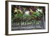 Red Globe Grapes at a Vineyard, San Joaquin Valley, California, Usa-Yadid Levy-Framed Photographic Print