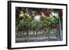 Red Globe Grapes at a Vineyard, San Joaquin Valley, California, Usa-Yadid Levy-Framed Photographic Print