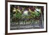 Red Globe Grapes at a Vineyard, San Joaquin Valley, California, Usa-Yadid Levy-Framed Photographic Print