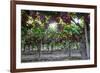 Red Globe Grapes at a Vineyard, San Joaquin Valley, California, Usa-Yadid Levy-Framed Photographic Print