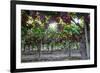 Red Globe Grapes at a Vineyard, San Joaquin Valley, California, Usa-Yadid Levy-Framed Photographic Print