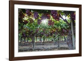 Red Globe Grapes at a Vineyard, San Joaquin Valley, California, Usa-Yadid Levy-Framed Photographic Print