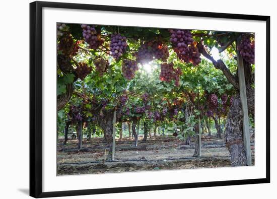 Red Globe Grapes at a Vineyard, San Joaquin Valley, California, Usa-Yadid Levy-Framed Photographic Print