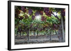 Red Globe Grapes at a Vineyard, San Joaquin Valley, California, Usa-Yadid Levy-Framed Photographic Print