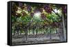 Red Globe Grapes at a Vineyard, San Joaquin Valley, California, Usa-Yadid Levy-Framed Stretched Canvas