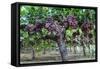 Red Globe Grapes at a Vineyard, San Joaquin Valley, California, Usa-Yadid Levy-Framed Stretched Canvas