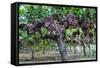 Red Globe Grapes at a Vineyard, San Joaquin Valley, California, Usa-Yadid Levy-Framed Stretched Canvas